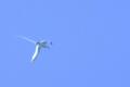 Tropic Bird in Flight over Devil_s Crown on Floreana.jpg